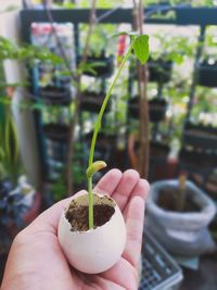 Close-up of hand holding potted plant