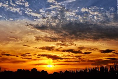 Silhouette of trees at sunset