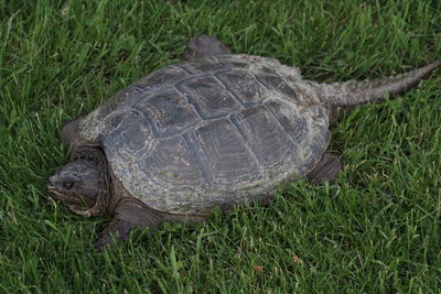 High angle view of tortoise on grass