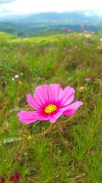 Close-up of pink cosmos flower blooming on field