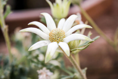 Close-up of white flowering plant