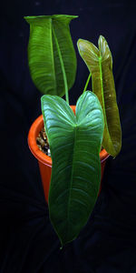 Close-up of fresh green leaves