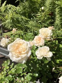 Close-up of white roses blooming outdoors