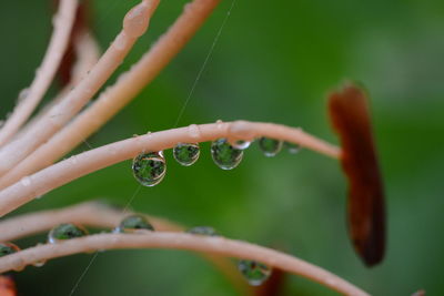 Close-up of water drops on plant