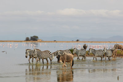 Herd of zebras and wildebeest in the water
