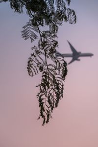 Low angle view of tree branch against sky