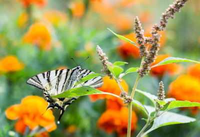 Close-up of orange butterfly on flower