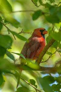 Close-up of bird perching on branch