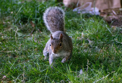 Squirrel on field
