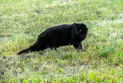 Close-up of black bird on field