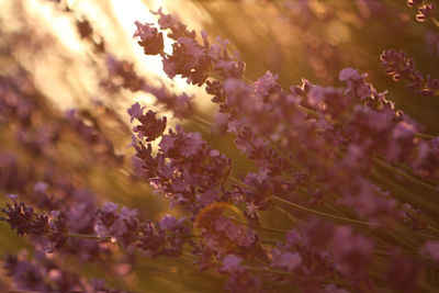 Close-up of flowers growing outdoors