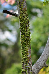 Close-up of moss growing on tree trunk