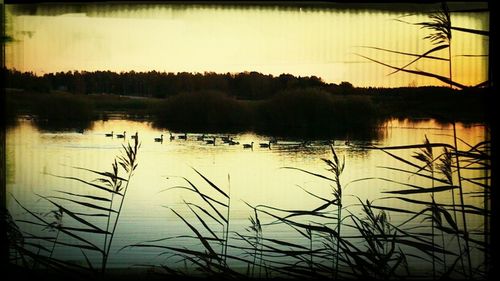 Reflection of trees in calm lake at sunset