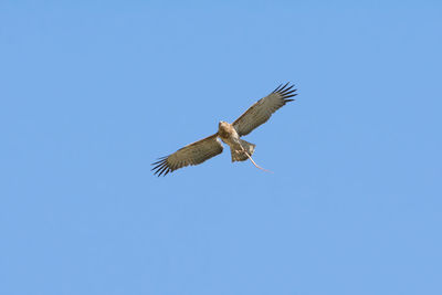 Low angle view of eagle flying against clear blue sky