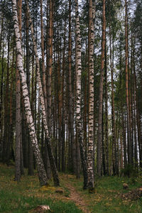 Trees in forest