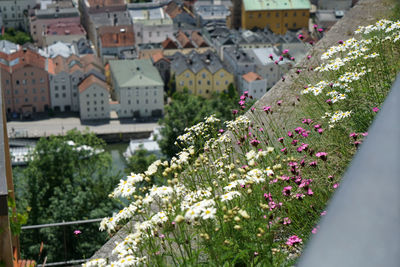 High angle view of flowering plants and buildings in city