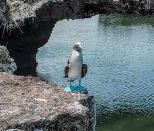 Seagull perching on rock