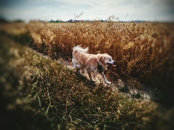 Dog on field against sky