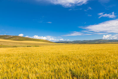 Scenic view of agricultural field against blue sky