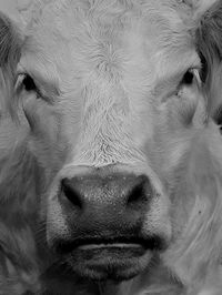 Portrait of cow