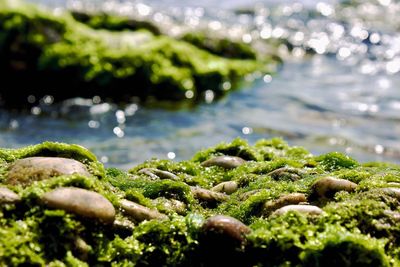 Close-up of moss growing on pebbles