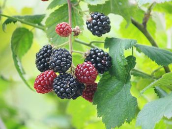 Close-up of blackberries growing on tree