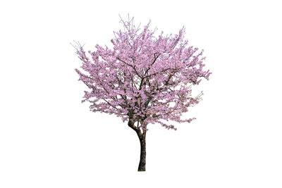 Close-up of cherry blossom against white background