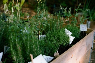 Close-up of potted plants in yard