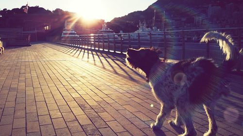 Dog looking at camera