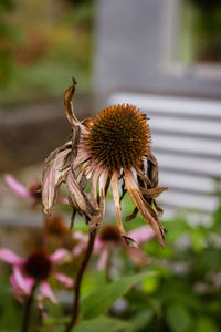 Close-up of wilted plant