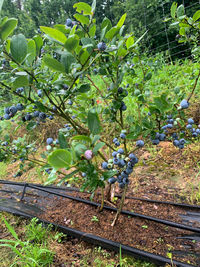 Tree growing in field