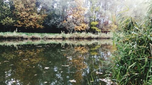 Reflection of trees in lake