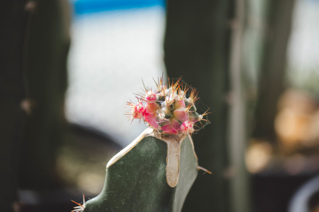 CLOSE-UP OF CACTUS PLANT