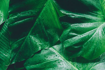 Full frame shot of succulent plant