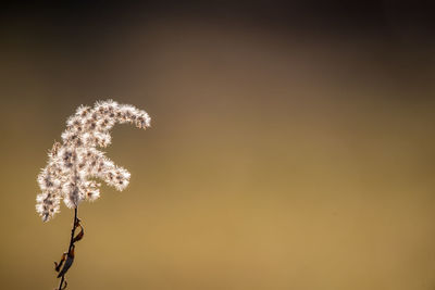 macro photography