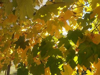 Low angle view of leaves on tree