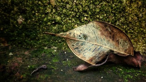 Close-up of turtle on ground