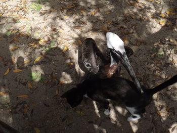 High angle view of bird