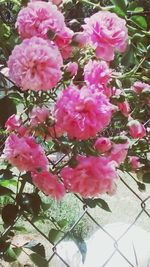 Close-up of pink flowers