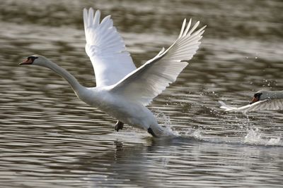 Mute swan running over water