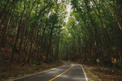 Empty road amidst trees