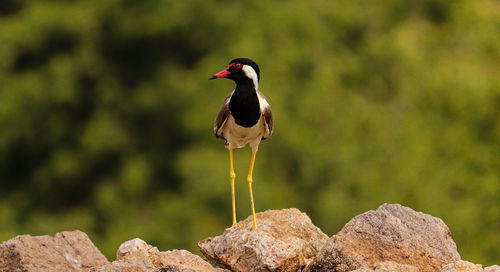 Bird on rock