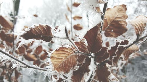 Close-up of frozen plants during winter