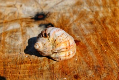 Close-up of snail on wood