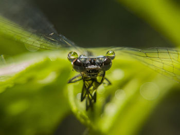 Close-up of spider on water