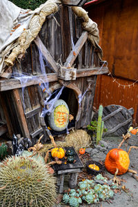 View of pumpkins on wood