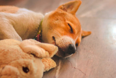 Close-up of a dog sleeping