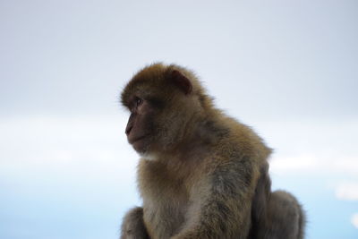 Close-up of monkey sitting against sky