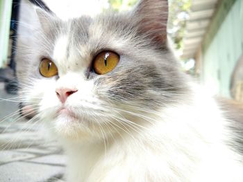 Close-up portrait of a cat