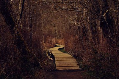 Boardwalk amidst trees in forest